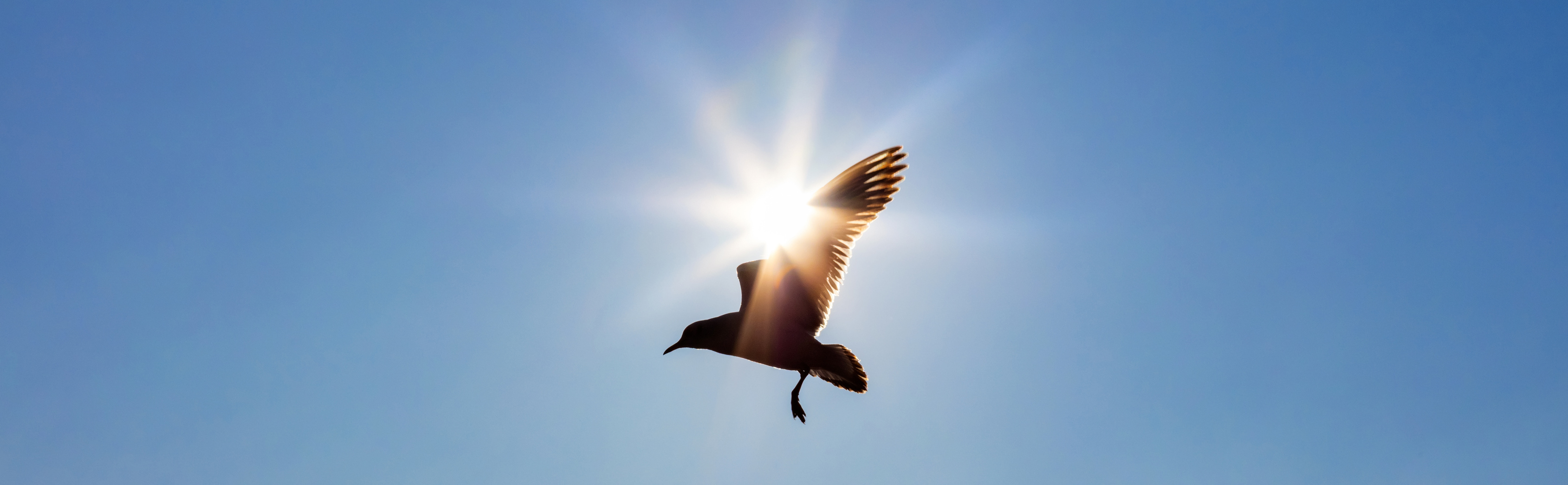 Bird Flying in Front of the Sun in a Blue Sky